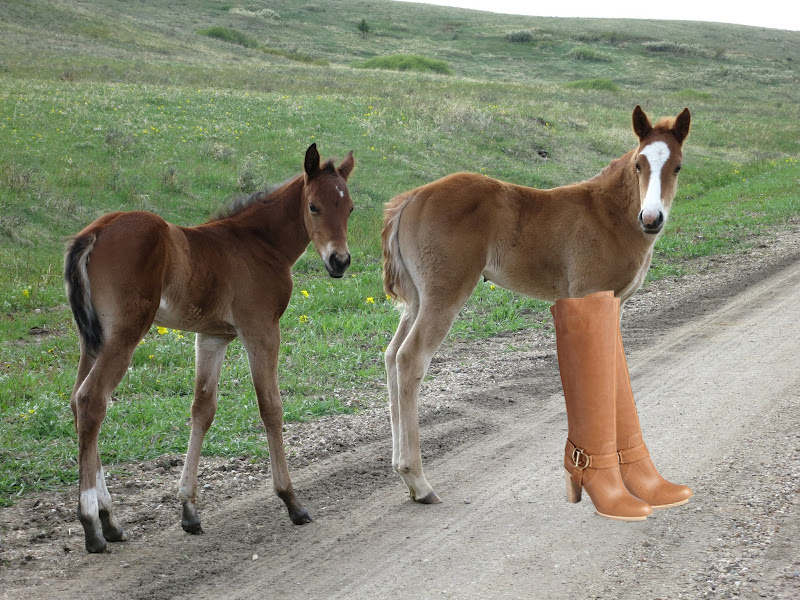 baby paard met laarzen